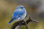 Mountain bluebird, Yellowstone National Park, Montana Art Print
